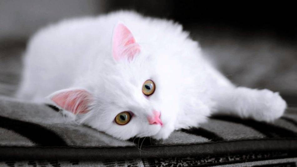 Как назвать белую кошку или котенка?