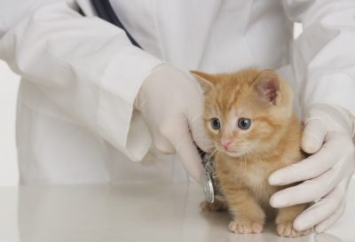 Лейкоз у кошек симптомы и лечение – кошачья лейкемия