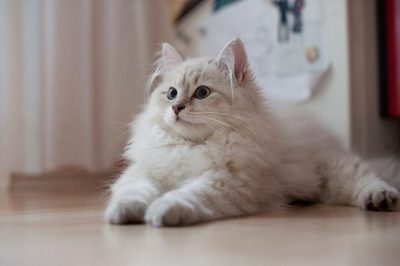 Колтуны у котов и кошек: как избавиться и убрать в домашних условиях, почему появляются