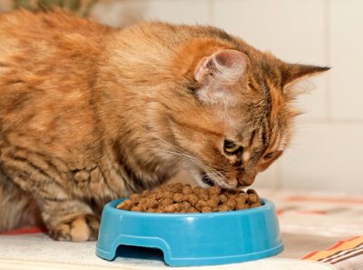Сравнение и анализ кормов для кошек по составу: какие ингредиенты входят в корма разных классов, их соответствие потребностям животного
