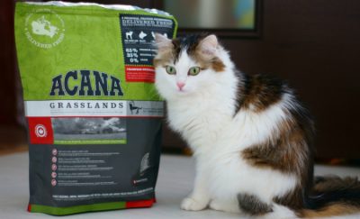 Лучший корм для кошек, по мнению ветеринаров
