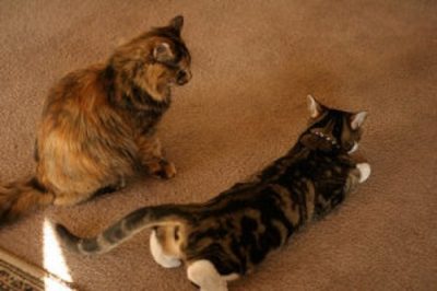 Как происходит спаривание котов