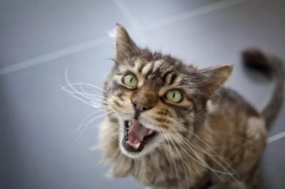 Почему кот орет по ночам без причины – кошка сильно кричит что делать