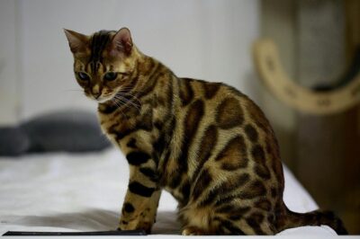 Тигровый кот: описание породы, характера, условий содержания