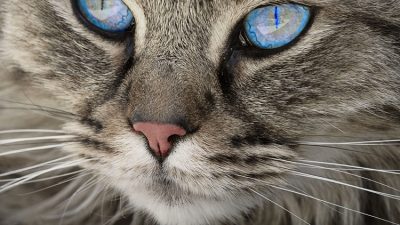 У котенка ломаются усы, возможная причина и что делать