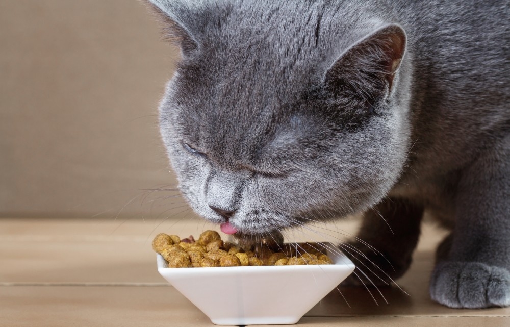 Правильное Питание Кошек