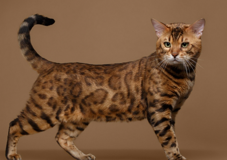 Бенгальский кот размеры и вес