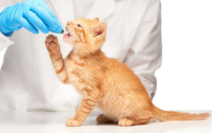 как давать пробиотики кошкам