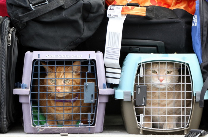 коты в перевозках с багажом