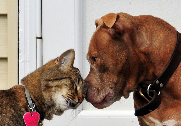 собака и кот какие могут жить вместе