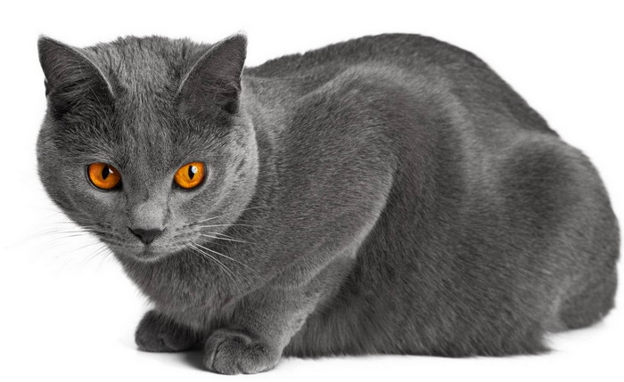 Картезианская кошка как выглядит