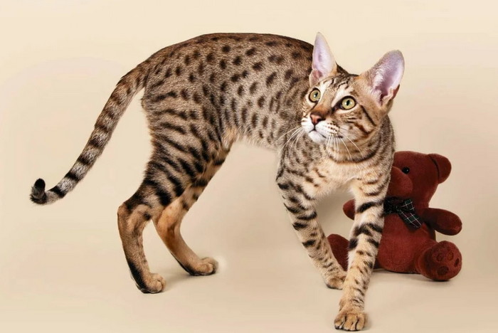саванна порода кошек
