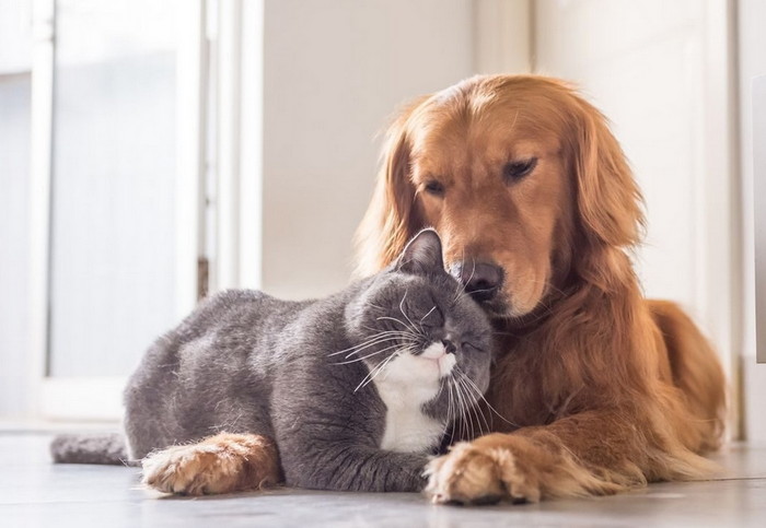 кот и собака живут в мире