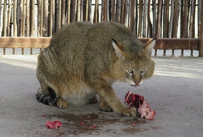 камышовая кошка питание