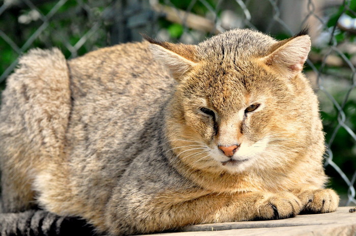 камышовая кошка в природе