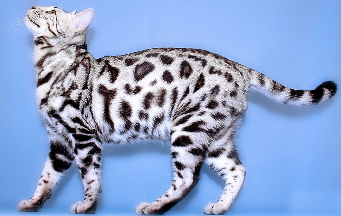 серебристая бенгальская кошка