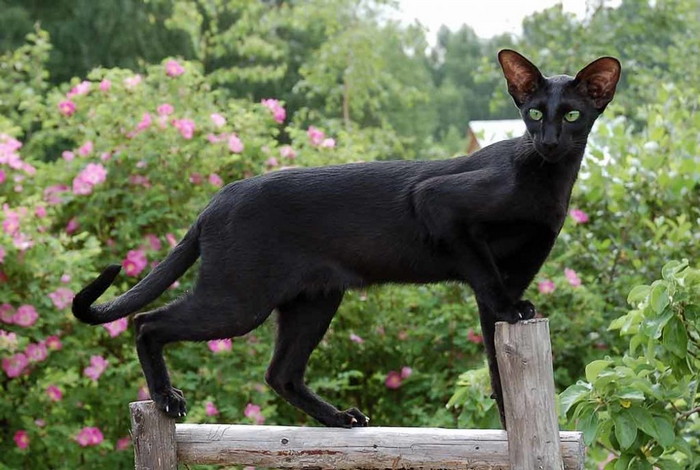 Ориентальная черная кошка