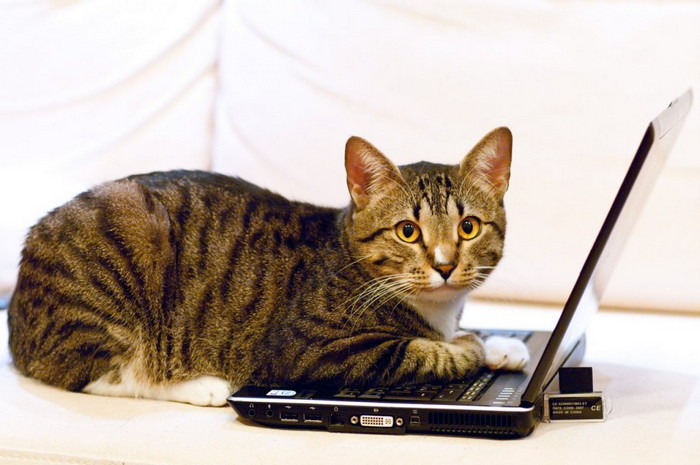 кот с ноутбуком