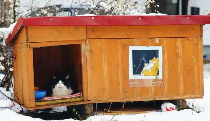 уличные домики для кошек на зиму