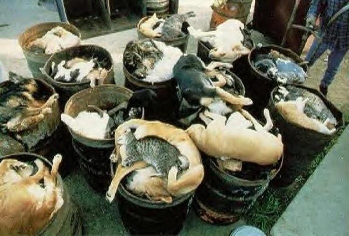 кремация кошек и собак