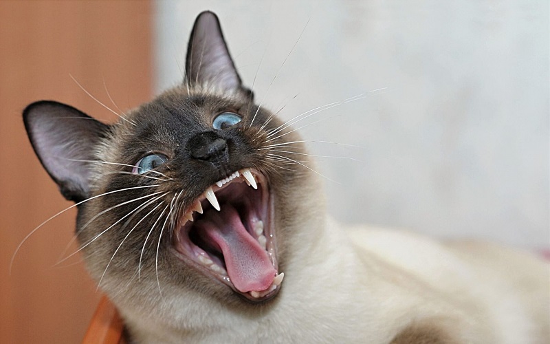 Меняются ли зубы у котят
