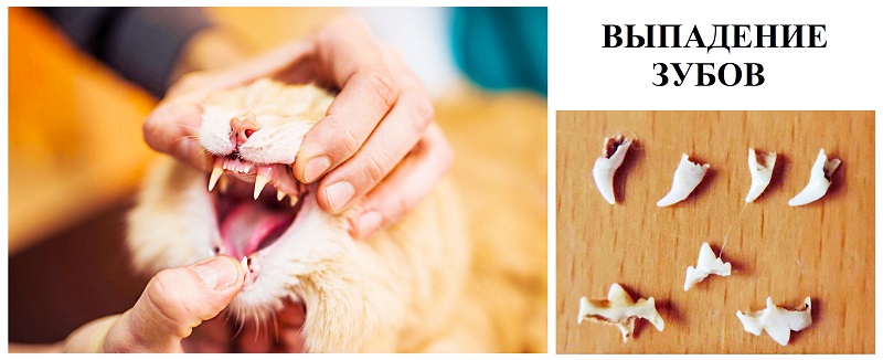 Особенности смены зубов у кошек и котов разных пород