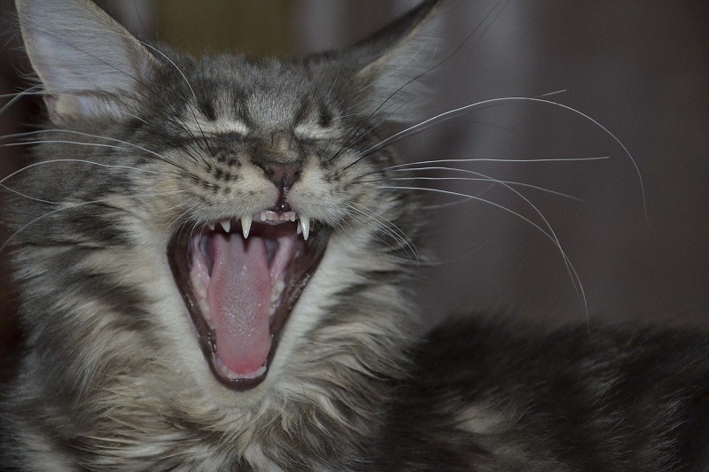 Смена зубов у котенка мейн-куна