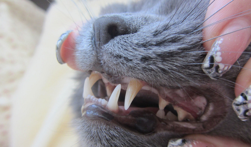 Смена зубов у котов