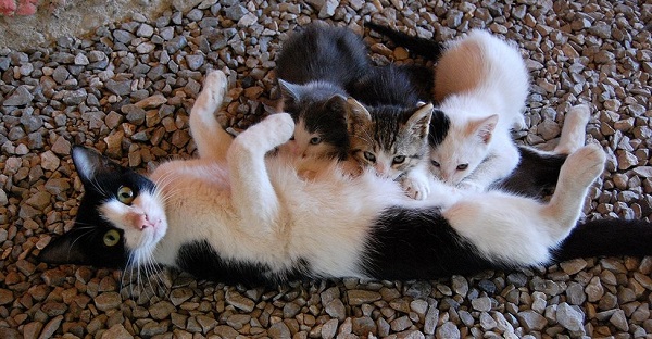 Кормящая кошка