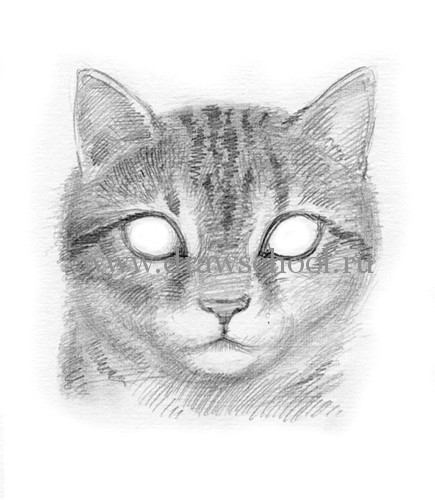 Рисуем мордочку кошки простым - шаг 10