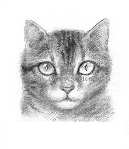 Рисуем мордочку кошки простым - шаг 11