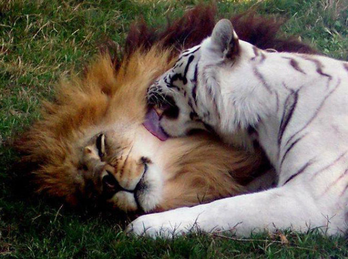 Львы и тигры могут быть нежными