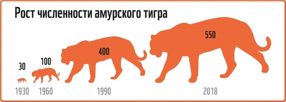Численность амурских тигров