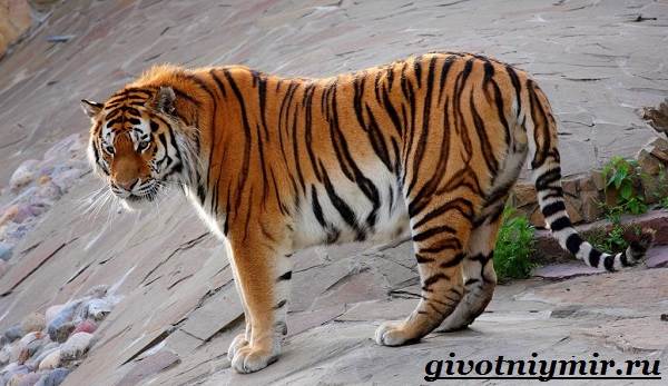 Амурский-тигр-5