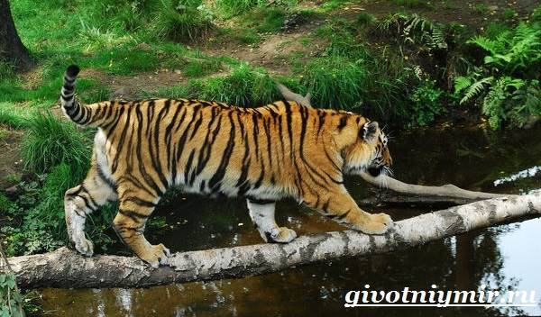 Амурский-тигр-7