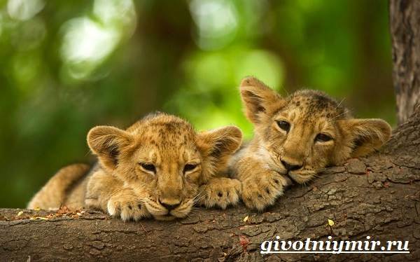 Лев-животное-Образ-жизни-и-среда-обитания-льва-10