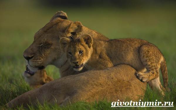 Лев-животное-Образ-жизни-и-среда-обитания-льва-11