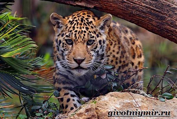 Ягуар-животное-Образ-жизни-и-среда-обитания-ягуара-1