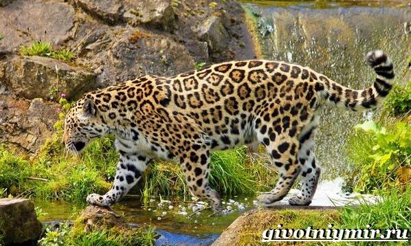 Ягуар-животное-Образ-жизни-и-среда-обитания-ягуара-2