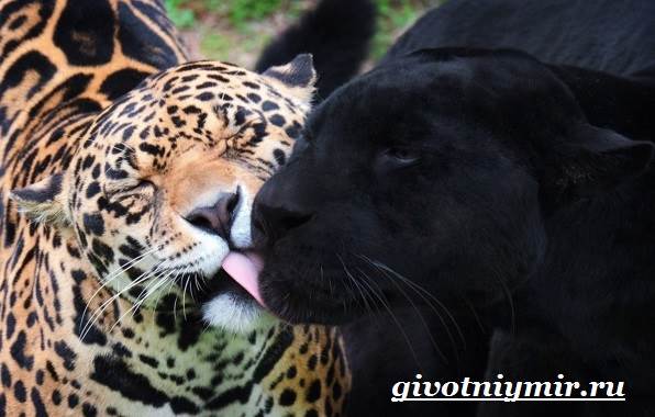 Ягуар-животное-Образ-жизни-и-среда-обитания-ягуара-3