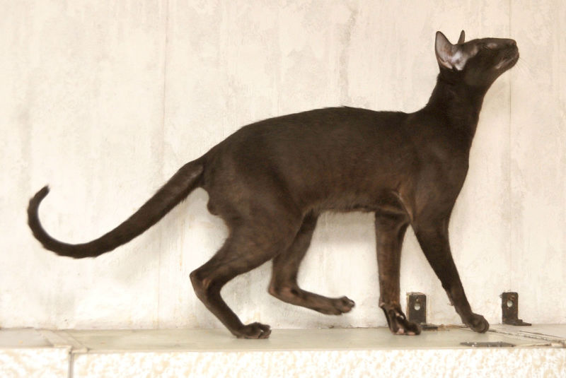 Гавана браун кошка