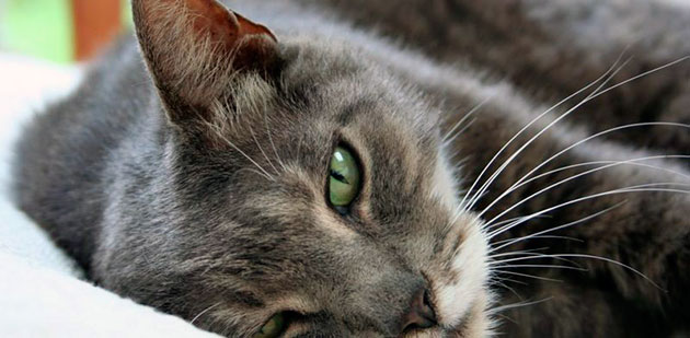 Последствия укуса клеща могут сказаться негативно за здоровье кошки, поэтому проконсультируйтесь у ветеринара