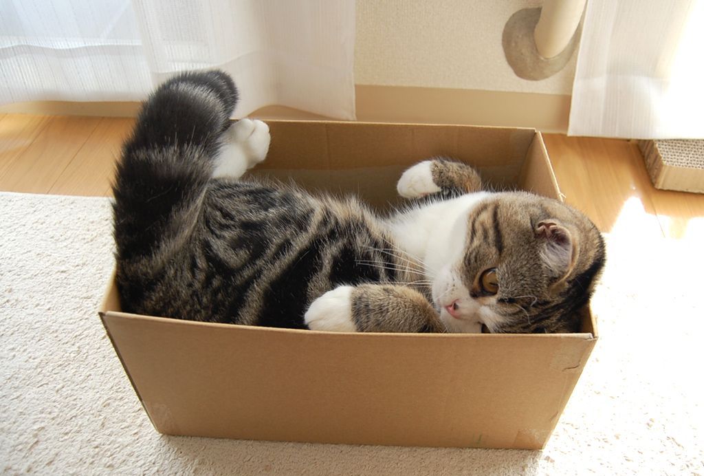 почему коты любят коробки и пакеты