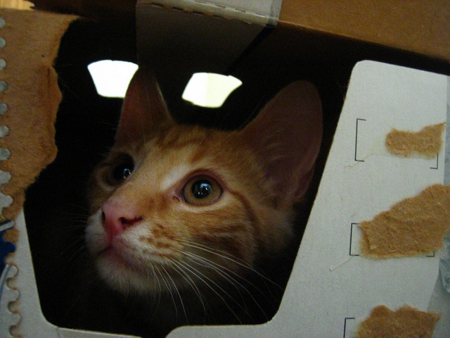 почему коты любят сидеть в коробках