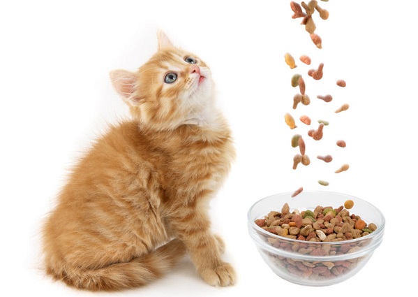 Сухой корм для котят состоит из мелких фракций, поэтому их легче пережевывать