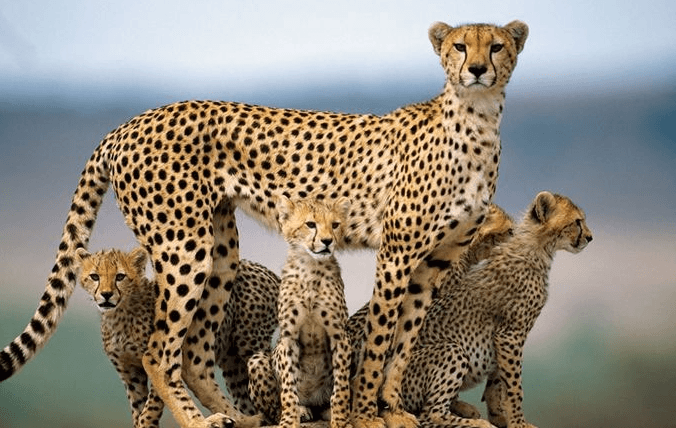 Гепард с детёнышами