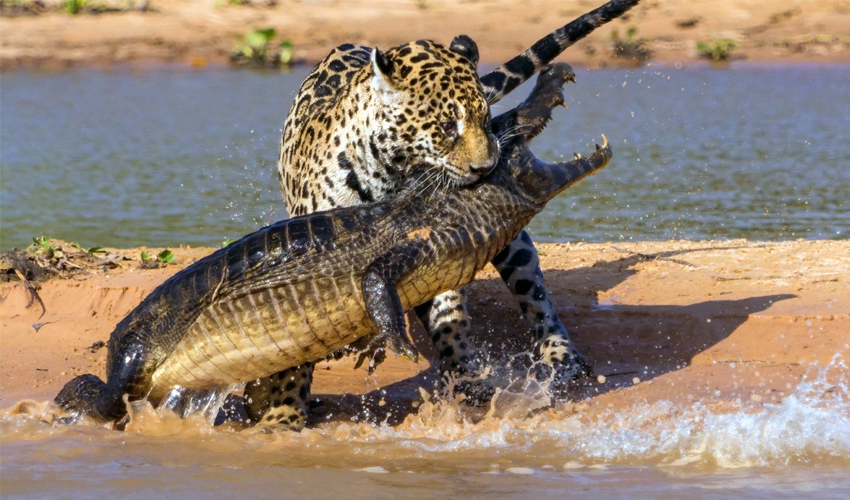 ягуар охотится на каймана