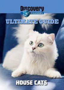Идеальный путеводитель: Домашние кошки