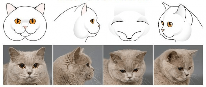 Форма головы британской кошки