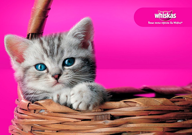 Какая порода кошки в рекламе Вискас